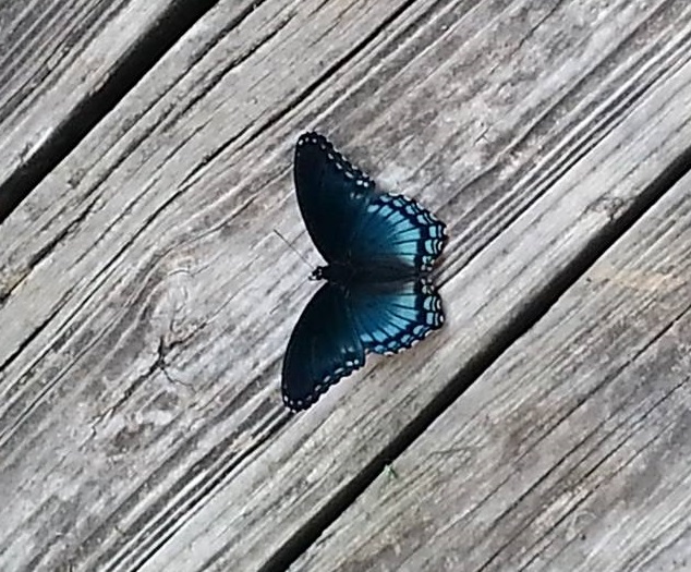 clue black butterfly