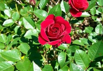 11/11 Dream Interpretation and Metaphors