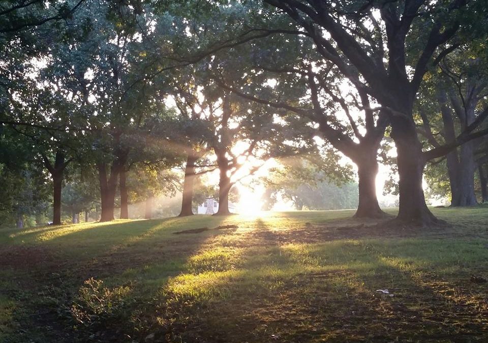 sun rays coming through trees at Prairie Grove Battlefield State Park