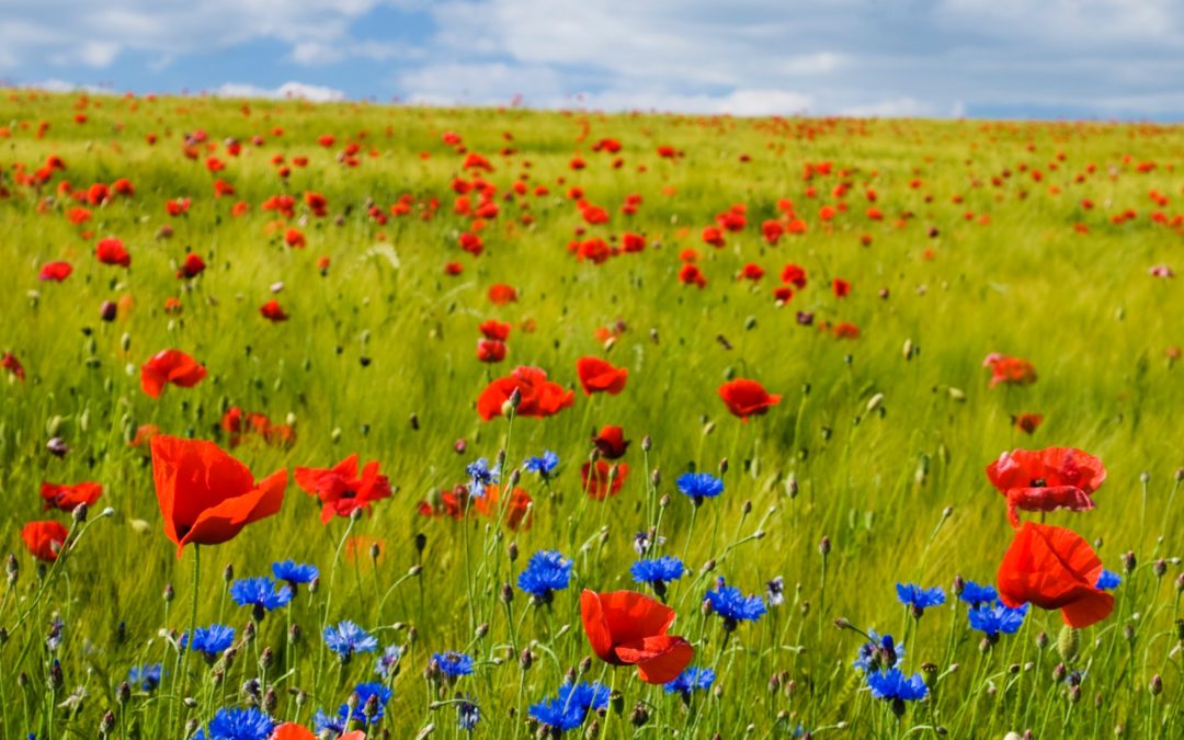 field of red and blue flowers under a blue sky