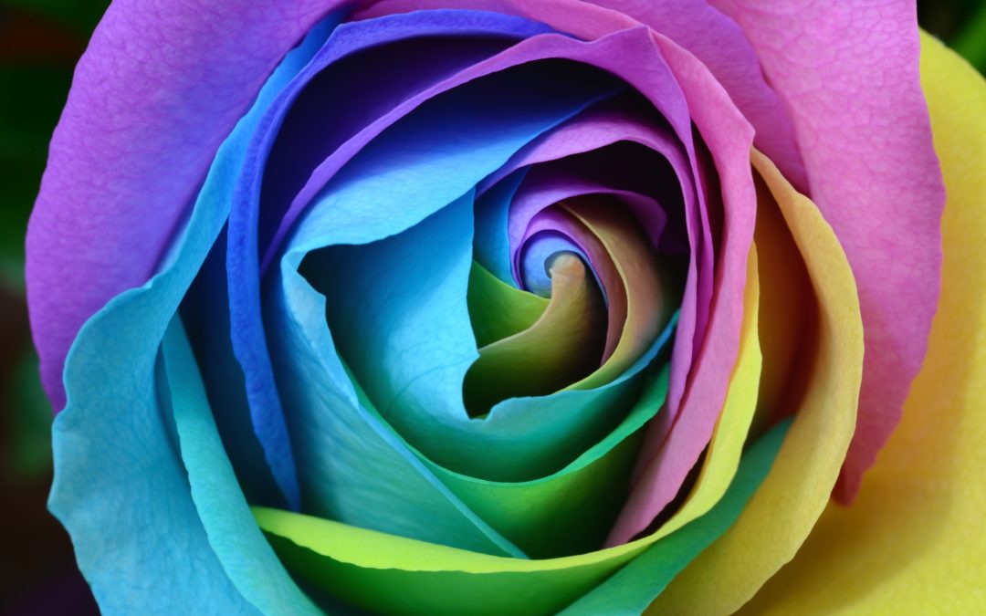 Rainbow rose Releasing Ascension Symptoms