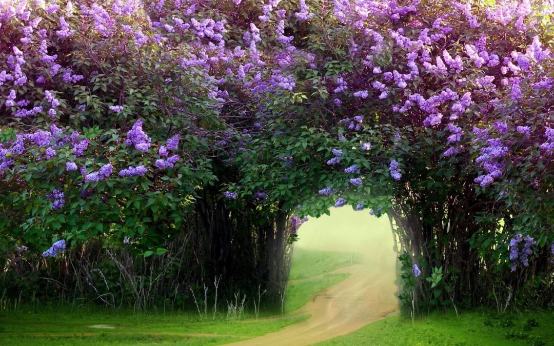 Gateway with purple flowers