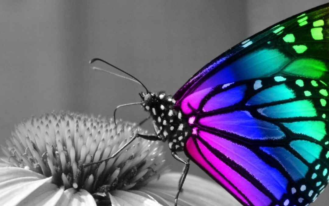 rainbow butterfly representing transformational energies