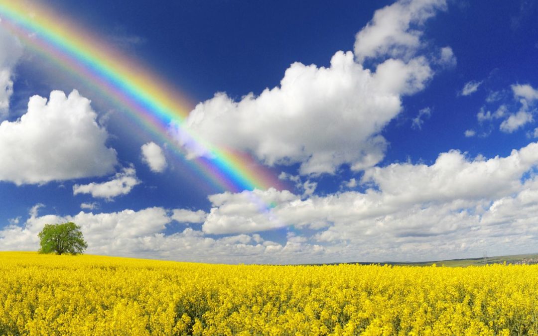 beautiful scene with yellow flowers and a rainbow representing the opportunity to choose