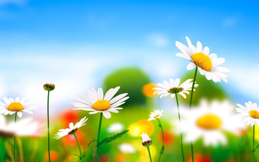 daisies under a blue sky representing the beautiful frequency of exchange.